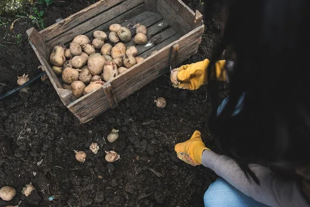 10 métodos para combatir escarabajo de la patata en cultivos guatemaltecos