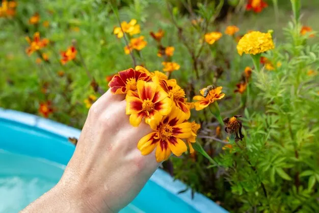 10 razones para plantar tagetes en el huerto y sus beneficios