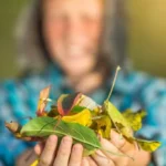 20 métodos efectivos contra hormigas para proteger tu cosecha