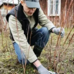 4 métodos para combatir las plagas de la huerta en invierno, estrategias efectivas