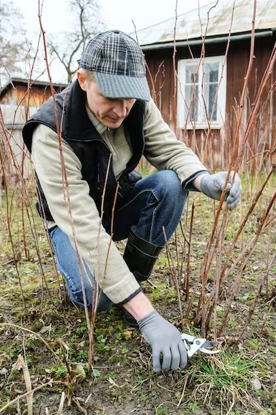 4 métodos para combatir las plagas de la huerta en invierno, estrategias efectivas