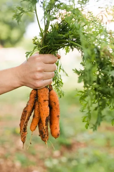 6 plagas muy destructivas para tus zanahorias y cómo combatirlas eficazmente