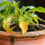 7 síntomas para saber si estás regando tus plantas en exceso