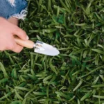 Aceite de neem y su papel como insecticida en el cuidado del huerto