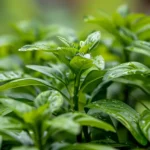 Araña blanca en mis plantas, estrategias efectivas para combatirla