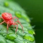 Araña roja, cómo combatirla con remedios caseros en Guatemala