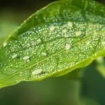 Bichos blancos en mis plantas, qué son y cómo eliminarlos de forma efectiva