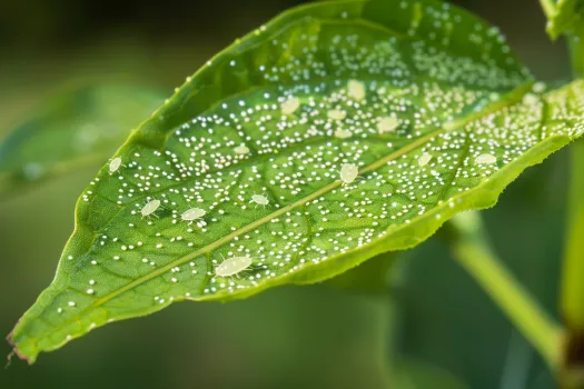 Bichos blancos en mis plantas, qué son y cómo eliminarlos de forma efectiva