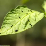 Bichos negros en mis plantas, qué son y cómo eliminarlos