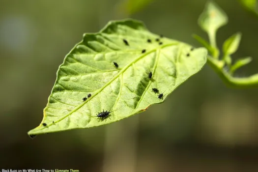 Bichos negros en mis plantas, qué son y cómo eliminarlos