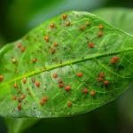 Bichos rojos pequeños en mis plantas, qué son y cómo eliminarlos