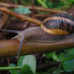 Caracol gigante africano, cómo afecta a los cultivos en Guatemala