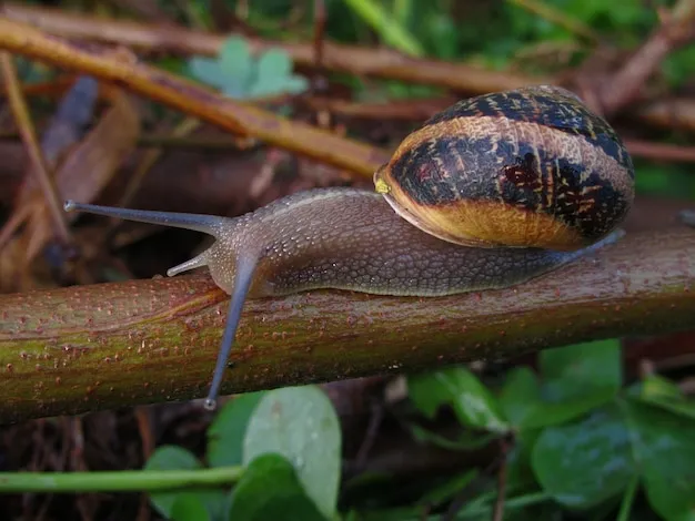 Caracol gigante africano, cómo afecta a los cultivos en Guatemala