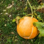 Chinches de las calabazas, cómo manejar esta plaga en tu huerto