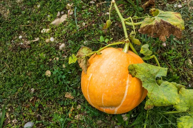 Chinches de las calabazas, cómo manejar esta plaga en tu huerto