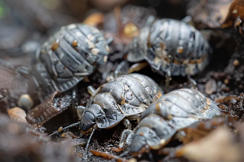 cochinilla de la humedad o bichos bola, ¿son realmente una plaga? estrategias efectivas para combatir y eliminar