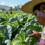 Combate a la Babosita y Mariposa de la Col, estrategias efectivas