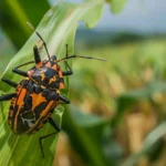 Combate a la Chinche del Maíz (Dichelops furcatus), estrategias y enfoques efectivos