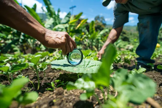 Combate orugas, gorgojos, mosquitos y cochinillas en tu cultivo