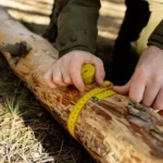 Cómo combatir el pulgón de la madera en los árboles, estrategias efectivas