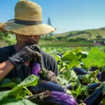 Cómo combatir las plagas y enfermedades del cultivo de la berenjena en Guatemala