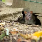 Cómo combatir y controlar las ratas y ratones en el huerto de forma efectiva