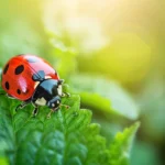 Comprar mariquitas vivas para tu huerto, beneficios y puntos de venta en Guatemala