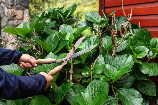 control de plagas con plantas trampa en la huerta, estrategias efectivas