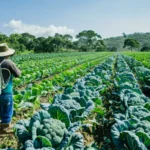 Cultivar crucíferas, plagas y remedios efectivos para el agricultor en Guatemala