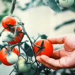 Cultivo del tomate, cómo manejar plagas y encontrar remedios efectivos