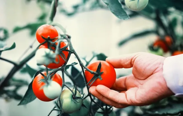 Cultivo del tomate, cómo manejar plagas y encontrar remedios efectivos