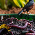 Depredadores enemigos de la lombriz californiana en el vermicompost, cómo identificarlos