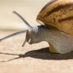 El Depredador de Caracoles y Babosas, descubre cómo el Caracol Degollado controla plagas