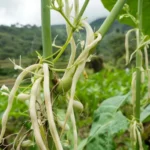 El Jopo de las Habas, una peligrosa planta parásita y su impacto en la agricultura