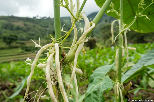 El Jopo de las Habas, una peligrosa planta parásita y su impacto en la agricultura