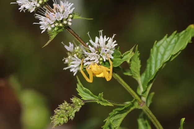 extracto de tanaceto para combatir hormigas y mosca de la col, una solución natural