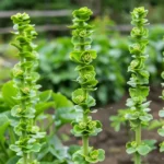 Hierba topera o tártago (Euphorbia lathyris) en el huerto, cómo identificarla y manejarla