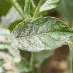 Hongos en mis plantas, cómo lidiar con Oídio y Mildiu eficazmente