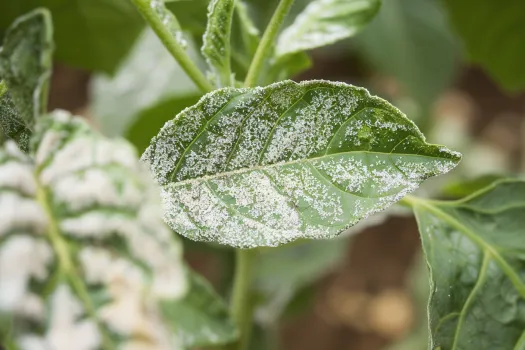 Hongos en mis plantas, cómo lidiar con Oídio y Mildiu eficazmente