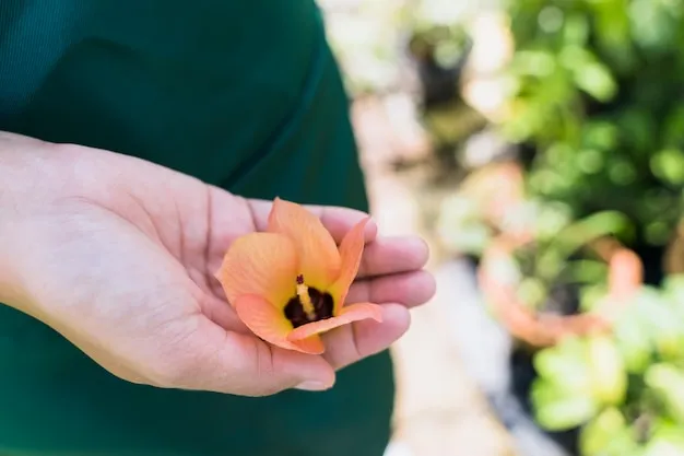 huevos de insectos en plantas, técnicas efectivas para su identificación