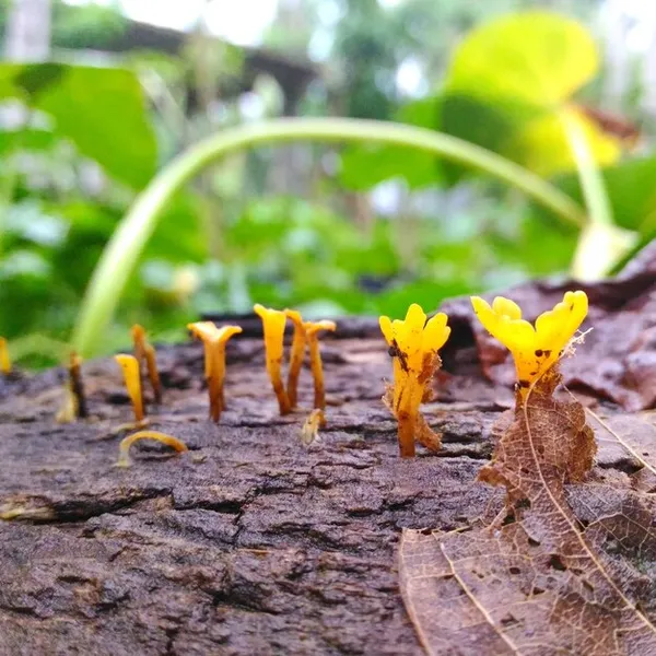 la invasión de la hormiga loca en tu huerta, cómo identificarla y manejarla