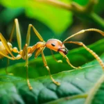 La invasión de la Hormiga Loca en tu huerta, cómo identificarla y manejarla