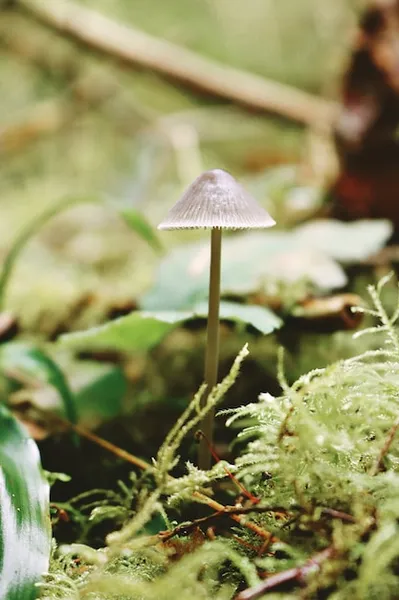 Los mejores fungicidas para combatir hongos en tus plantas, opciones efectivas