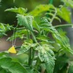 Mosca blanca, remedios caseros para combatirla en tus plantas