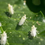 Mosca blanca, qué es esta plaga y cómo identificarla