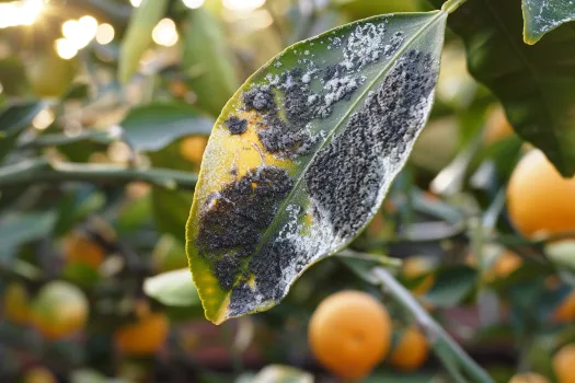 Negrilla o Fumagina: cómo manejar hongos en huertos y cítricos