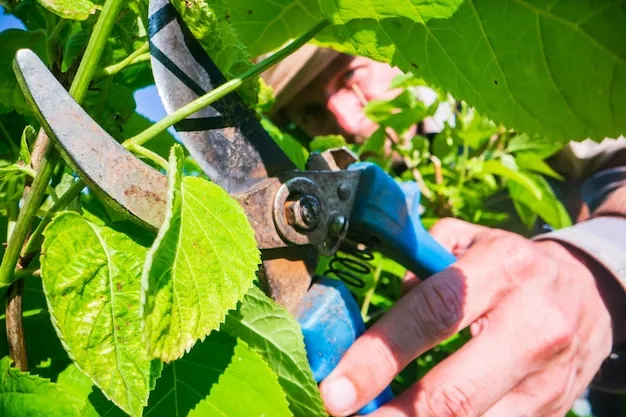 plagas y enfermedades del cultivo de la mora o zarzamora, cómo identificarlas y manejarlas