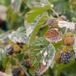 Plagas y enfermedades del cultivo de la mora o zarzamora, cómo identificarlas y manejarlas