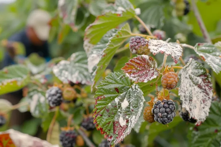 Plagas y enfermedades del cultivo de la mora o zarzamora, cómo identificarlas y manejarlas