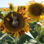 Plagas y enfermedades más comunes del cultivo del girasol, cómo identificarlas